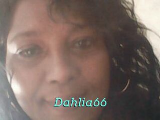 Dahlia66